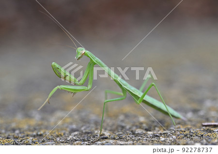 カマキリ カマキリ 92278737