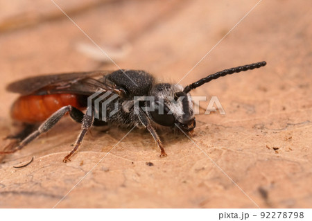 Closeup on a fresh emerged colorful parasitic Giant blood bee, Sphecodes albilabris 92278798