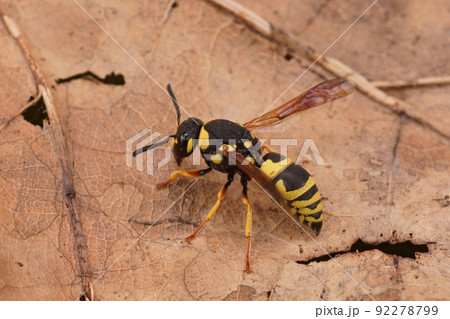 Closeup on a colorful yellow and black potter wasp, Euodynerus dantici sitting on a dried leaf Closeup on a colorful yellow and black potter wasp, Euodynerus dantici sitting on a dried leaf 92278799