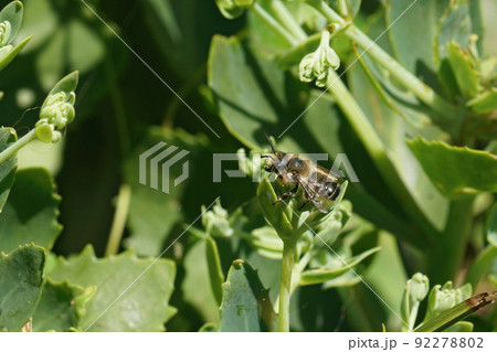 Closeup on a male Willughby's leafcutter bee, Megachile willughbiella, sitting on a green leaf in the garden 92278802