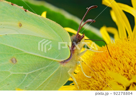 Closeup on a colorfyl Brimstone butterfly, Gonepteryx rhamni, drinking nectar form a yellow Inula flower 92278804