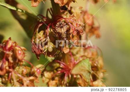 Closeup on a rusty brown nymp instar of the Dock bug, Coreus marginatus, well camouflaged between the brown Rumex leafs Closeup on a rusty brown nymp instar of the Dock bug, Coreus marginatus, well camouflaged between the brown Rumex leafs 92278805