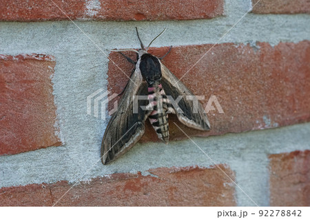 Closeup on the large Privet hawk-moth, Sphinx ligustri , hanging on a red brick wall Closeup on the large Privet hawk-moth, Sphinx ligustri , hanging on a red brick wall 92278842