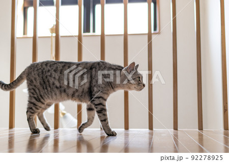 歩く猫 サバトラ猫 歩く猫 サバトラ猫 92278925
