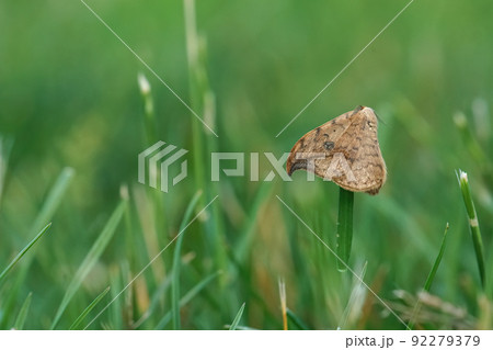 Closeup on a brown pebble hook-tip moth, Drepana falcataria hanging on a grass straw 92279379