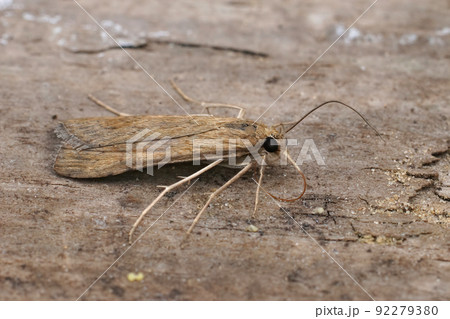 Closeup on the brown Rush veneer moth, Nomophila noctuella sitting on wood 92279380