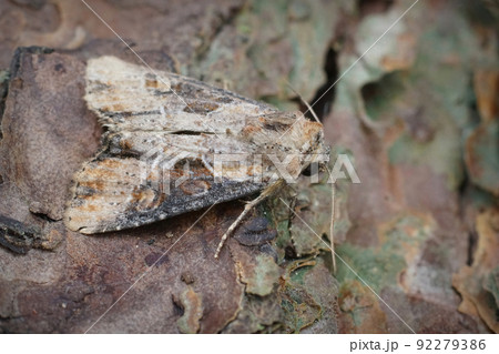 Dorsal closeup on the double lobed moth, Apamea ophiogramma 92279386
