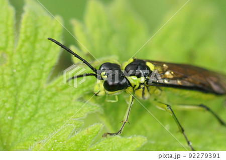 Closeup on a colorful green sawfly,Tenthredo mesomela on a green geranium leaf Closeup on a colorful green sawfly,Tenthredo mesomela on a green geranium leaf 92279391