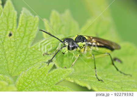 Closeup on a colorful green sawfly,Tenthredo mesomela on a green geranium leaf Closeup on a colorful green sawfly,Tenthredo mesomela on a green geranium leaf 92279392