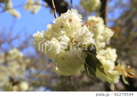 春の花/八重咲きの「ウコン」(サクラの品種) 春の花/八重咲きの「ウコン」(サクラの品種) 92279594