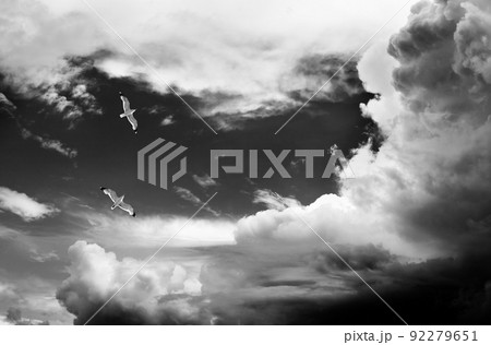 Two seagulls hover in sky. Black and white. Two seagulls hover in sky. Black and white. 92279651