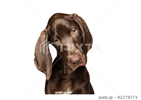 Studio shot of beautiful, purebred dog, weimaraner posing isolated over white background. Curious dog 92279773