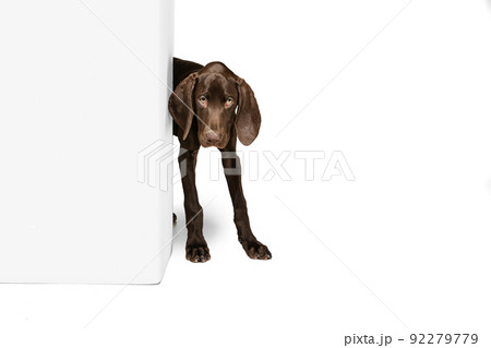 Studio shot of beautiful, purebred dog, weimaraner peeking out the corner isolated over white background Studio shot of beautiful, purebred dog, weimaraner peeking out the corner isolated over white background 92279779