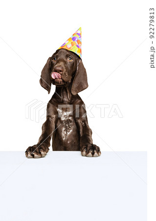 Studio shot of beautiful, purebred dog, weimaraner posing with birthday hat isolated over white background. Yummy celebration Studio shot of beautiful, purebred dog, weimaraner posing with birthday hat isolated over white background. Yummy celebration 92279813