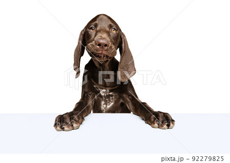 Studio shot of beautiful, purebred dog, weimaraner posing, eating, chewing food isolated over white background Studio shot of beautiful, purebred dog, weimaraner posing, eating, chewing food isolated over white background 92279825