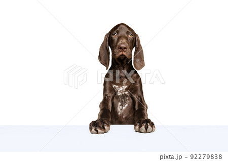 Studio shot of beautiful, purebred dog, weimaraner calmly posing isolated over white background. Proud look Studio shot of beautiful, purebred dog, weimaraner calmly posing isolated over white background. Proud look 92279838