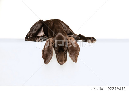 Studio shot of beautiful, purebred dog, weimaraner posing, lying on cube ad looking down isolated over white background Studio shot of beautiful, purebred dog, weimaraner posing, lying on cube ad looking down isolated over white background 92279852
