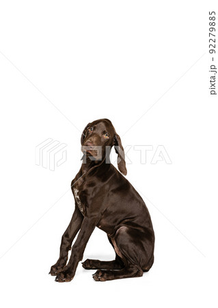 Studio shot of beautiful, purebred dog, brown weimaraner posing, sitting isolated over white background 92279885