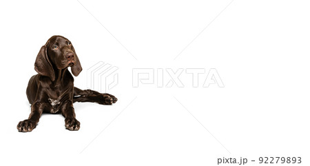 Studio shot of beautiful, purebred dog, weimaraner posing, calmly lying on floor and looking upwards isolated over white background Studio shot of beautiful, purebred dog, weimaraner posing, calmly lying on floor and looking upwards isolated over white background 92279893