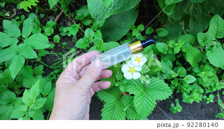 A hand and a bottle of serum with a pipette on a background of green vegetation and strawberry flowers. Container for cosmetic products for skin care A hand and a bottle of serum with a pipette on a background of green vegetation and strawberry flowers. Container for cosmetic products for skin care 92280140