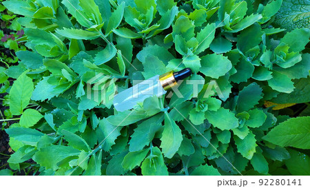 A bottle of serum with a pipette on a background of green vegetation. Frosted glass container for cosmetic skin care products A bottle of serum with a pipette on a background of green vegetation. Frosted glass container for cosmetic skin care products 92280141