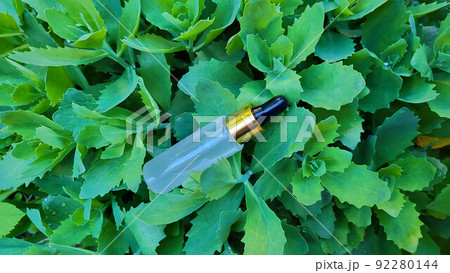 A bottle of serum with a pipette on a background of green vegetation. Frosted glass container for cosmetic skin care products A bottle of serum with a pipette on a background of green vegetation. Frosted glass container for cosmetic skin care products 92280144
