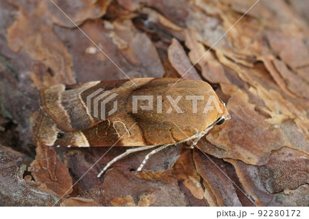 Detailed closeup on a Broad-bordered, Yellow Underwing moth, Noctua fimbriata sitting on wood 92280172