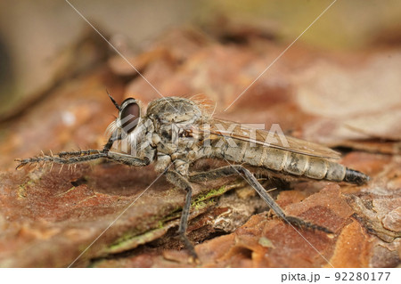 Closeup on a dune robberfly, Philonicus albiceps, in the sand at the Belgian coast 92280177