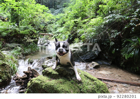 ゆずの里毛呂山町の景勝地宿谷の滝の清流で岩に乗って嬉しそうな笑顔の可愛いボストンテリアのマイティ君♡ 92280201