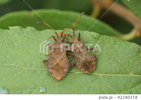 Closeup on 2 adult speckled brown herbivorous Dock bug, Coreus marginatus, sitting on a leaf 92280358