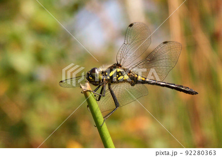 Closeup on a Black Meadowhawk dragonfly, Sympetrum danae Closeup on a Black Meadowhawk dragonfly, Sympetrum danae 92280363
