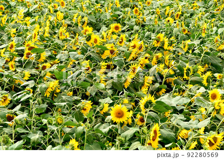 ひまわり ひまわり 92280569