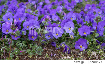 青いパンジー 92280574