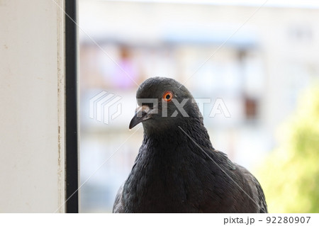 Dove closeup portrait, bird on the window Dove closeup portrait, bird on the window 92280907