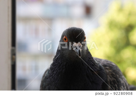 Dove closeup portrait, bird on the window  92280908