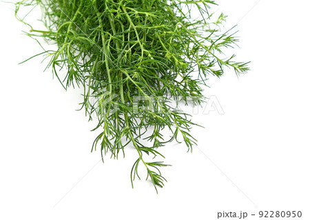 おかひじき 92280950