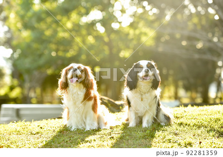 自然の中でおすましするキャバリア 92281359