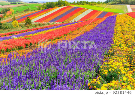 北海道美瑛の広大な大自然「四季彩の丘」 92281446