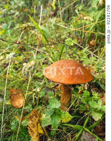 Edible mushroom Leccinum aurantiacum, commonly known as red-capped scaber stalk. Edible mushroom Leccinum aurantiacum, commonly known as red-capped scaber stalk. 92281706