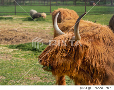 Highland Scottish breed of rustic cattle. Furry cows eat fresh grass in paddock. Highland Scottish breed of rustic cattle. Furry cows eat fresh grass in paddock. 92281707