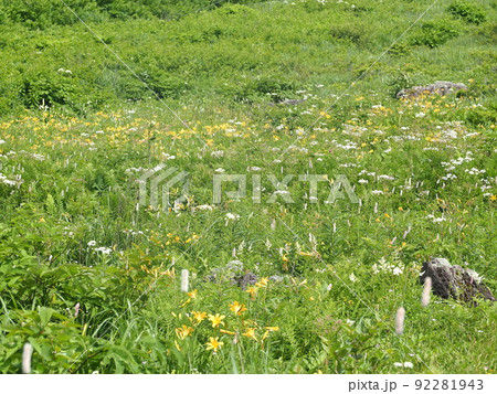 長野県 霧ヶ峰高原 7月の自然研究路 長野県 霧ヶ峰高原 7月の自然研究路 92281943
