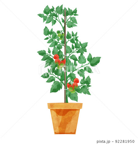 トマトの鉢植えの手書き水彩風イラストのイラスト素材 [92281950] - PIXTA