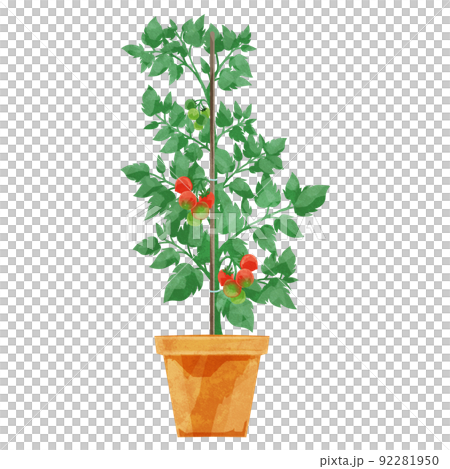 盆栽西紅柿的手寫水彩風格插圖 92281950