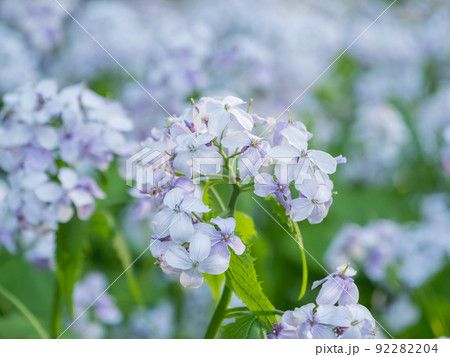 Lunaria rediviva, known as perennial honesty. Beautiful light purple flowers in bloom. Lunaria rediviva, known as perennial honesty. Beautiful light purple flowers in bloom. 92282204