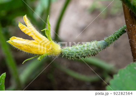 Small unripe cucumber with yellow flower growing in the garden.Organic farming. Concept of healthy food. Small unripe cucumber with yellow flower growing in the garden.Organic farming. Concept of healthy food. 92282564