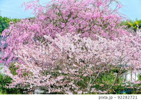 西原村の桜「美しい　すだれ桜と桜並木の花が咲きました」阿蘇郡西原村 92282721