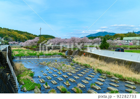 西原村の桜「美しい桜並木の花が咲きました」阿蘇郡西原村 西原村の桜「美しい桜並木の花が咲きました」阿蘇郡西原村 92282733