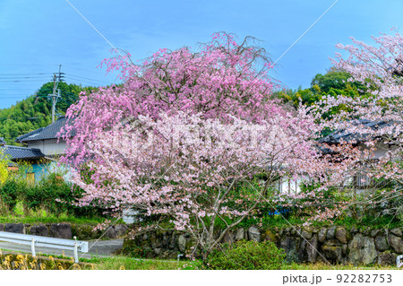 西原村の桜「美しい すだれ桜と桜並木の花が咲きました」阿蘇郡西原村 西原村の桜「美しい すだれ桜と桜並木の花が咲きました」阿蘇郡西原村 92282753