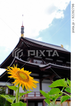 ひまわり咲く増上寺 東京都港区芝公園 ひまわり咲く増上寺 東京都港区芝公園 92282796