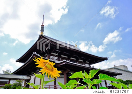 ひまわり咲く増上寺　　東京都港区芝公園 92282797